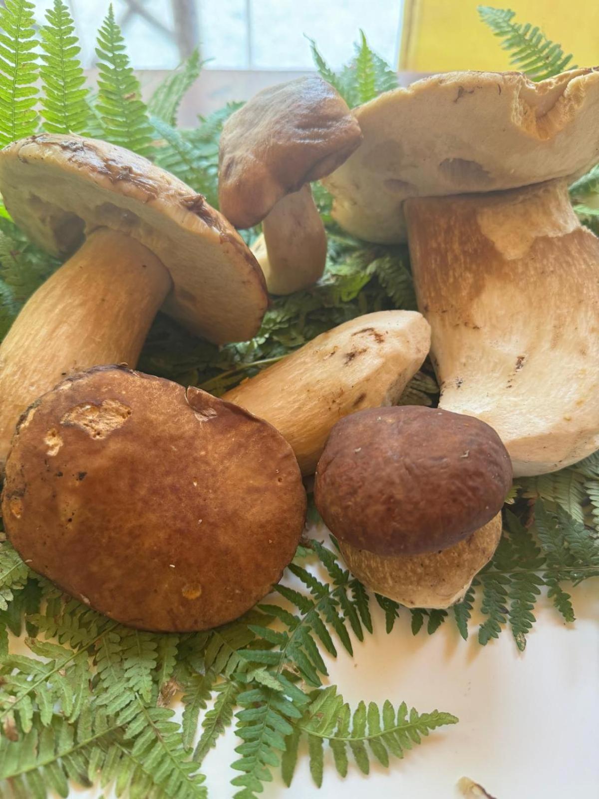 Agriturismo Da Nonna Argia 메사 에 코질레 외부 사진